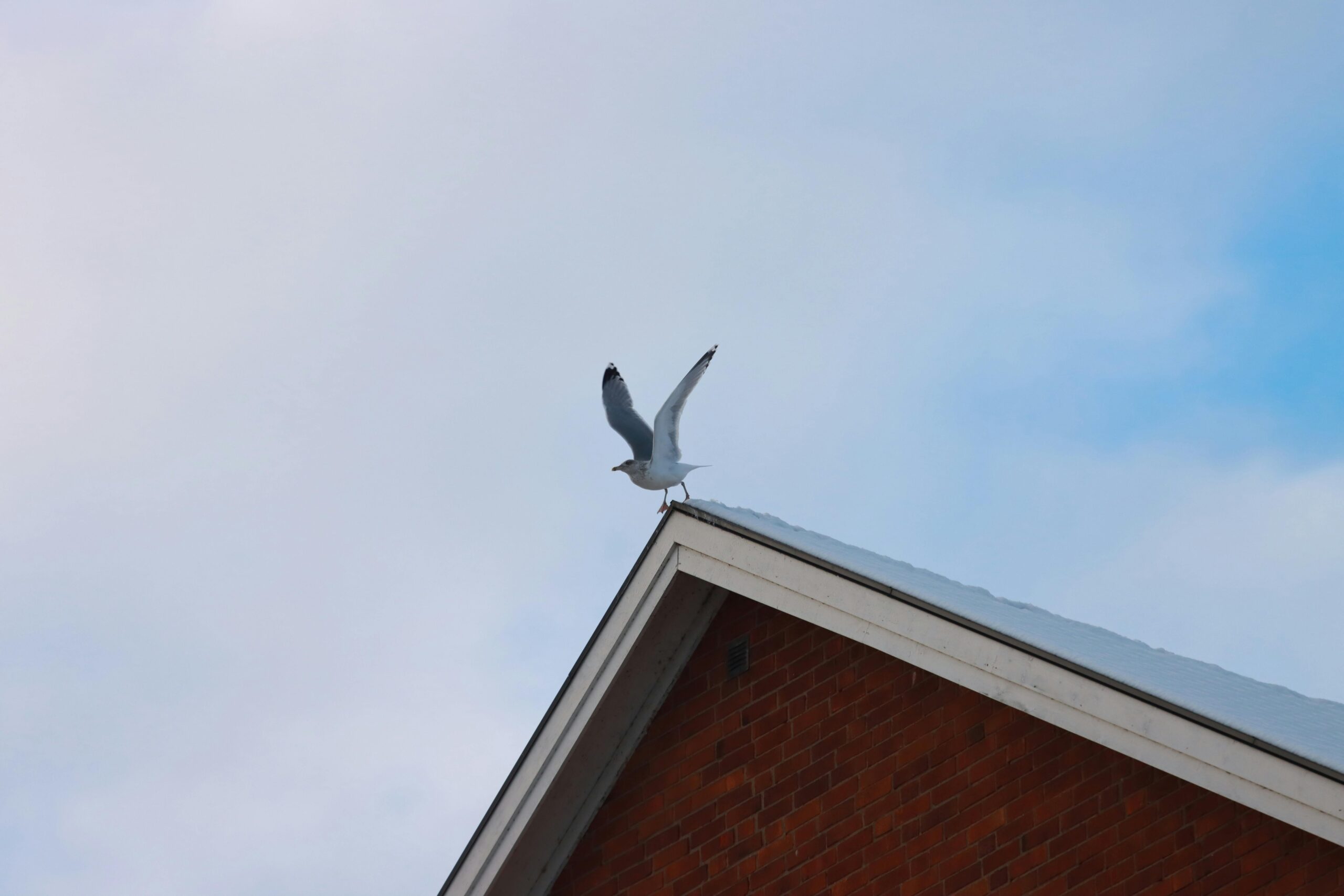 A seagull takes off from a snowy gabled roof against a blue sky.